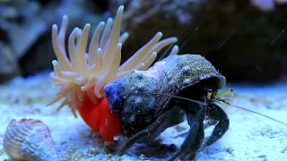 Hermit Crab and Anemone are besties