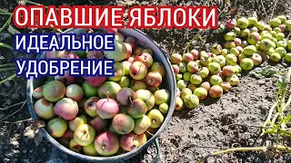 Как использовать опавшие яблоки как удобрение для обильного урожая огурцов, кабачков, тыквы.