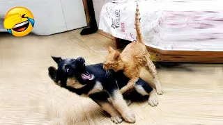 Cats vs Dogs Fights - Angry Cats And Dogs Funny Compilation