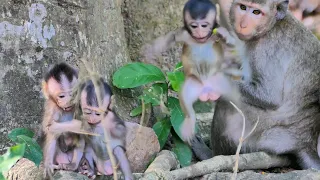 Special Adorable Monkey Baby Collection | Heartwarming Moments to Melt Your Heart! 🐒💕 #BabyMonkey