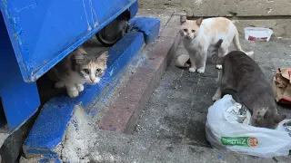 Sweet Cats living on the street. Street cats. 🥰🐈