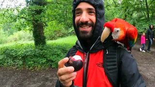 I took my parrots to Hampstead Heath and they loved it!