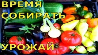 В ГОСТЯХ У МЕНЯ НА ОГОРОДЕ 12 АВГУСТА ЛЕНИНГРАДСКАЯ ОБЛАСТЬ