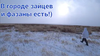 И сново зайцы под каждым кустом! В городе зайцев) и фазаны есть.