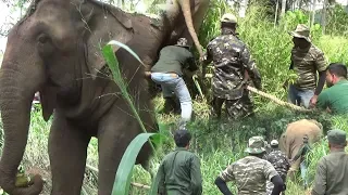 This big wild elephant captured by wildlife officers !