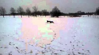 Vizslas playing in snow