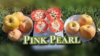 ЯБЛОНЯ ПИНК ПЕРЛ / Apples Pink Pearl