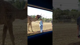 Look, a Camel, Don't Touch, Don't Feed, Someone missed the Sign #shorts #naughty #rebel #camel #fail