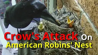 Crow's Attack On American Robins' Nest (2)