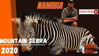 Mountain Zebra Hunt | Namibia | 2020