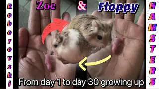 Hamster Babies Growing Up - Day 1 to Day 30 Best Moments | Zoe & Floppy Evolution