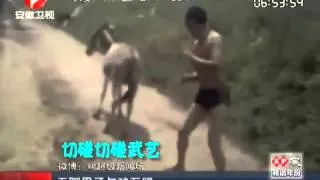 man kick fighting with a donkey