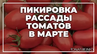 Пикировка рассады томатов в марте | toNature.Info