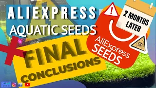 ALIEXPRESS AQUATIC SEEDS FINAL CONCLUSIONS | 2 months update