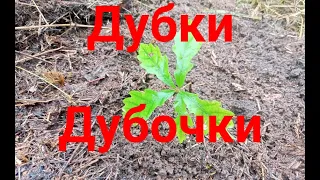 Дуб. Дубки. Пересадка.