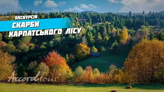 УКРАЇНА КАРПАТИ ТОП 3 Скарби Карпатського лісу Гори, Ліс, Тварини | Аккорд-тур відпочинок на природі