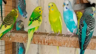 6 Hours of Budgies Singing Playing and Talking - Play For Your Budgie