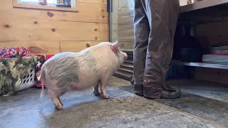 Penny Piggy Temper Tantrum