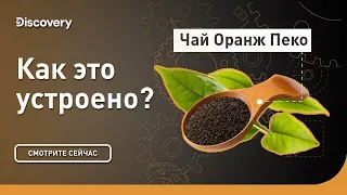 Чай Оранж Пеко | Как это устроено | Discovery