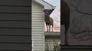 There's A Goat On My Roof