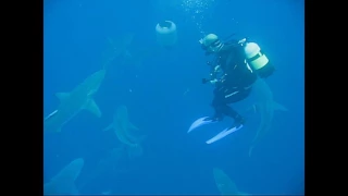 Scuba Diving with Sharks. Protea Banks South Africa. Shark Infested Water, personal Sharknado !