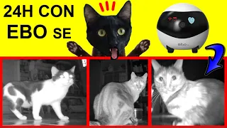 24 horas con el robot EBO SE en la casa de gatos Luna y Estrella / Videos de gatitos chistosos