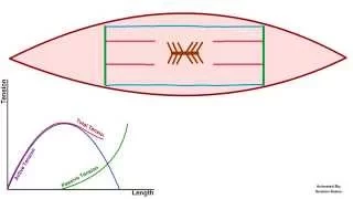 length tension relationship curve