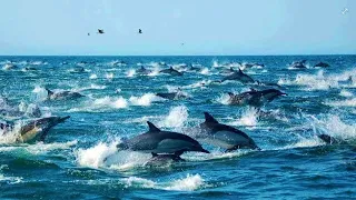 Stunning Footage of Huge Pod of Dolphins at Channel Island National Park