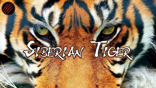 Is a Siberian Tiger the Perfect Predator? Biggest Cat on Earth