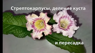 Стрептокарпусы, деление куста и пересадка, чтобы кустик активно рос и обильно цвел