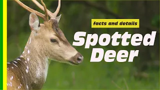 The Chital (Axis axis) also known as Spotted deer - facts and details about Indian Wildlife