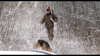 Охота по первому снегу на зайца с русскими гончими - Набат вл. Шатров В.А. и Аргон вл. Шатров В.А.