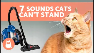 7 SOUNDS CATS HATE the Most🐱🔊❌ Noises Felines Can't Stand!