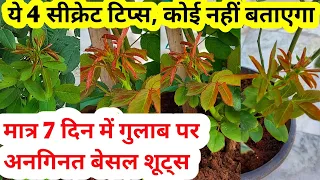 गुलाब पर अनगिनत बेसल शूट्स.How to get Maximum Growth & Basal Shoots on Rose.Rose plant growing tips.
