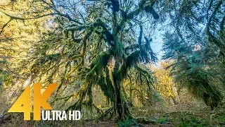 Walking in the Hoh Rain Forest - 4K Relax Virtual Nature Walk - 20 min video