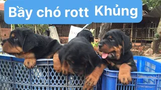 Chó rottweiler dòng đại đẹp,#rottweiler,0909393533