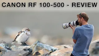 The perfect telephoto zoom lens for bird photography? Canon RF 100-500 f/4.5-7.1 L IS USM Review