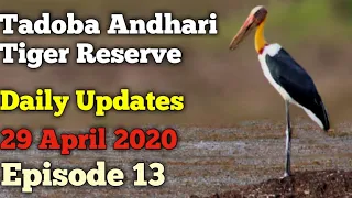 Tadoba Andhari Tiger Reserve || Daily Updates || 29 April 2020 || Episode 13 || Jungle Safari