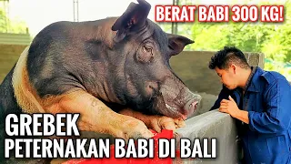 ORGANIC PIG FARMING IN BALI