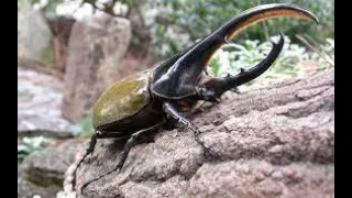 Самые опасные и большие жуки в мире. Документальный фильм дикая природа NAT GEO WILD BBC