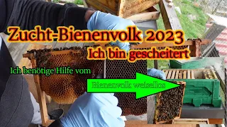 Bienen-Zucht weisellos ins Bienenjahr Hilfe