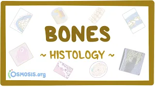 Bones: Histology