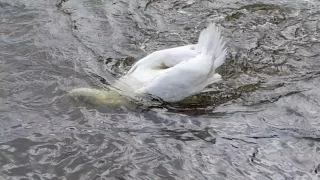 Swan Kills Goose in River