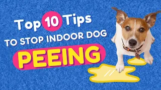 10 Simple Hacks to Stop a Dog From Peeing Fast!