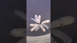 Suprising Octopus egg hatching....🐙