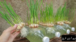 Breeding method to grow garlic quickly to harvest | Cultivation of garlic | #cultivation