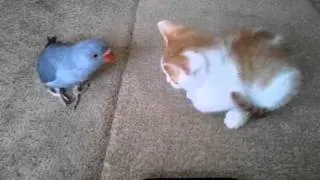 Cute kitten vs Cute Bird, who wins?