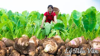 How to harvest Taro & Goes to the market sell - Harvesting and Cooking | Daily Life