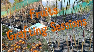 Persimmon Grafting || Thipuzu Village (Phek NAGALAND)