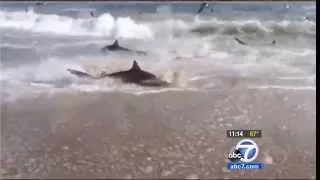 Shark Feeding Frenzy Cape Lookout, NC Beach Shore